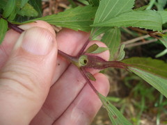 Procecidochares alani