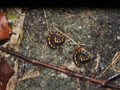 Asiomorpha coarctata