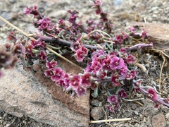 Salsoleae