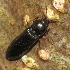 Hypoganus