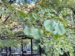 Cercis orbiculata