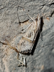 Euchromius