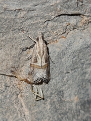 Euchromius