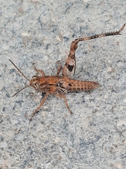 Sphingonotus rubescens
