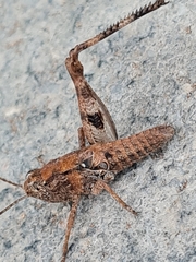 Sphingonotus rubescens