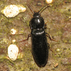 Hypoganus