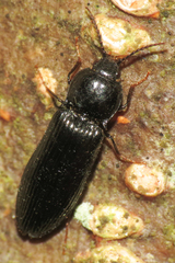Hypoganus