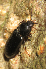Hypoganus