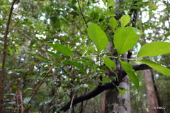 Tricalysia humbertii