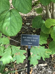 Cercis chinensis