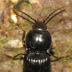 Hypoganus
