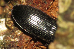 Hypoganus