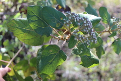 Ageratina tomentella