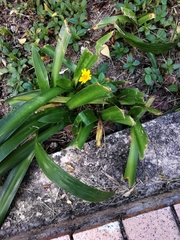 Sphagneticola trilobata