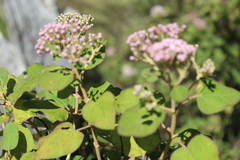 Ageratina tomentella
