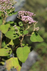 Ageratina tomentella