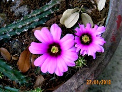 Echinocereus berlandieri