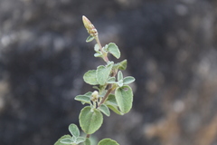 Brickellia veronicifolia