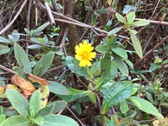 Sphagneticola trilobata