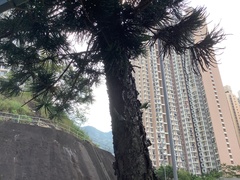 Araucaria heterophylla