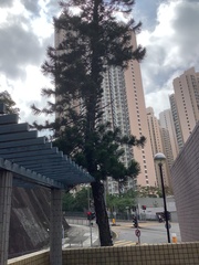 Araucaria heterophylla