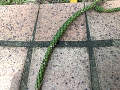 Araucaria heterophylla