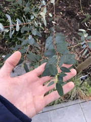 Eucalyptus gunnii