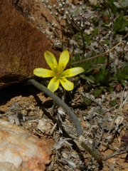 Gagea algeriensis