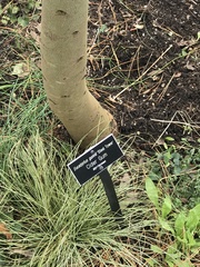 Eucalyptus gunnii