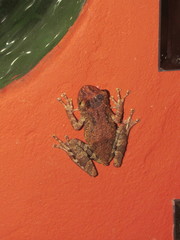 Scinax catharinae