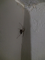 Steatoda grossa
