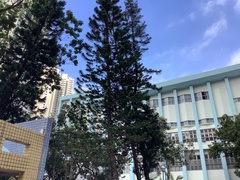 Araucaria columnaris