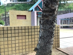 Araucaria columnaris