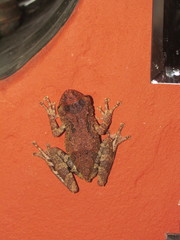 Scinax catharinae
