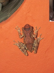 Scinax catharinae