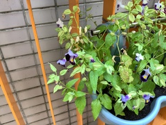 Torenia fournieri