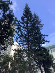 Araucaria heterophylla