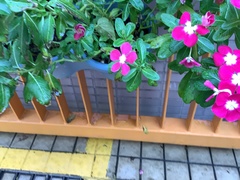 Catharanthus roseus