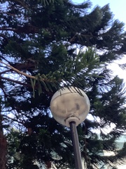 Araucaria heterophylla