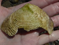 Semele decisa