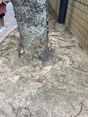 Araucaria heterophylla