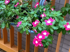 Catharanthus roseus