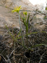 Gagea algeriensis
