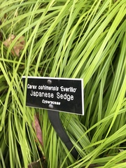 Carex oshimensis