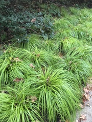 Carex oshimensis