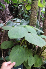 Cyrtandra platyphylla
