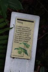 Cyrtandra platyphylla