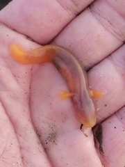 Typhlogobius californiensis