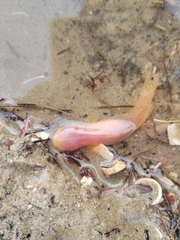 Typhlogobius californiensis