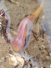 Typhlogobius californiensis